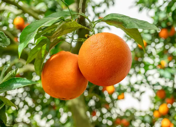 Rijp Sinaasappelvruchten Sinaasappelboom Tussen Weelderig Gebladerte Uitzicht Van Onderen — Stockfoto