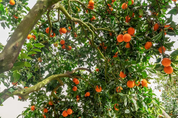 Orangers Agrumes Sinensis Presque Couverts Oranges Grande Récolte Dans Verger — Photo