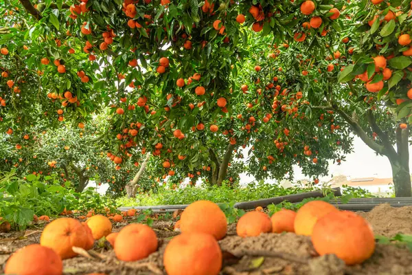 Tangerine Fruits Ground Trees Fruits Background Great Harvest Orchard — Stock Photo, Image