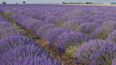 İspanya 'da yaz mevsiminde lavanta çiçekleri açan çiçek tarlaları. Lavanta yağı üretimi için çiftlik.