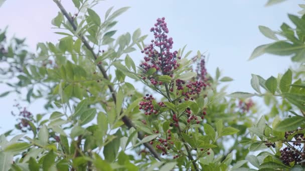Pimienta Rosada Que Crece Pimiento Brasileño Schinus Terebinthifolius Aroeira Plant — Vídeos de Stock