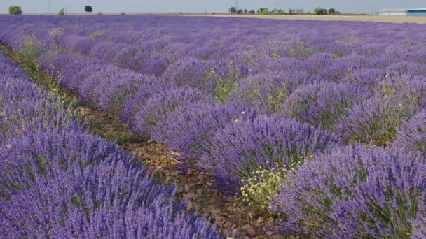 Blommande Lavendelfält Med Blå Lavendelblommor Sommaren Spanien Jordbruk För Framställning — Stockvideo