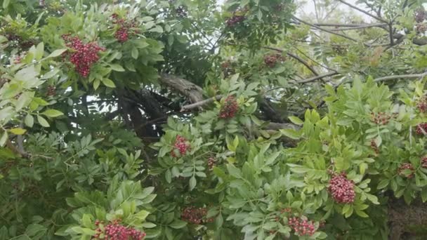 生长在巴西胡椒树上的粉红胡椒 金银花 — 图库视频影像