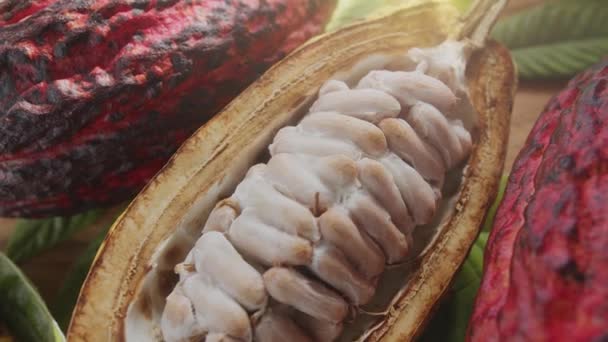 Fruta Fresca Del Cacao Con Frijoles Hojas Cacao Una Mesa — Vídeo de stock