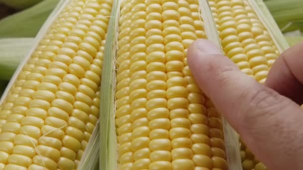 Dojrzałe Świeże Kolby Kukurydzy Liści Kukurydzy Powoli Poruszają Się Ramce — Wideo stockowe