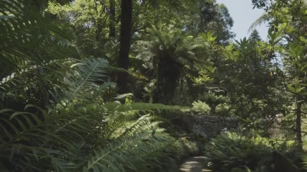 Cámara Cámara Lenta Dentro Bosque Tropical Denso Parque Sintra Portugal — Vídeos de Stock