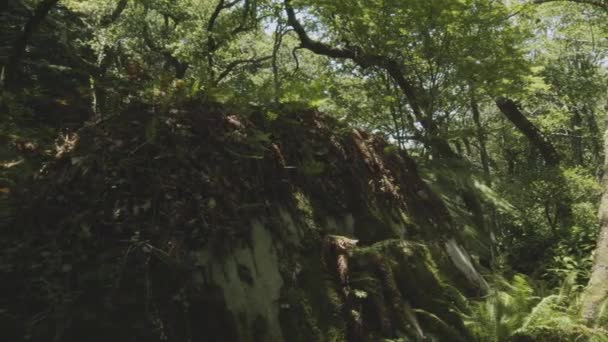 Zeitlupenkamera Tropischen Dichten Wald Sintra Park Portugal Präsenzeffekt Toller Hintergrund — Stockvideo