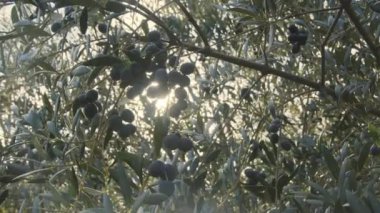 Zeytin bahçesinde yetişen zeytin ağaçlarında olgunlaşmış zeytinler. Projelerin için iyi tarım geçmişi var. Dikey video.