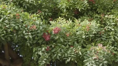 Brezilya biber ağacında yetişen pembe biber Schinus terebinthifolius, aroeira bitkisi. 