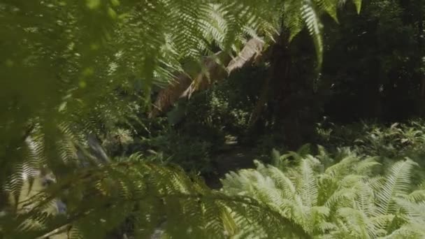 Cámara Cámara Lenta Dentro Bosque Tropical Denso Parque Sintra Portugal — Vídeo de stock