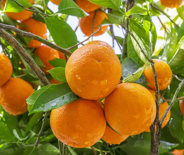 Rijp Sinaasappelvruchten Sinaasappelboom Tussen Weelderig Gebladerte Uitzicht Van Onderen — Stockfoto