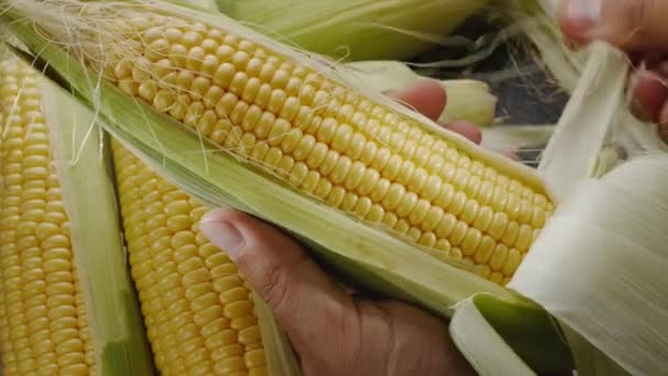 Ripe Fresh Corn Cobs Corn Leaves Farmer Peeling Cob Corn — Stock Video