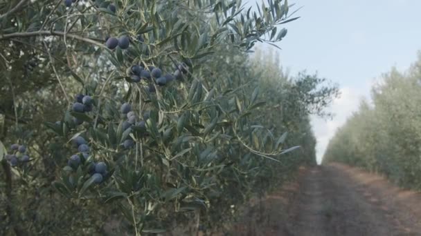 Ελιές Ώριμες Ελαιόδεντρα Που Φυτρώνουν Έναν Ελαιώνα Ωραίο Γεωργικό Υπόβαθρο — Αρχείο Βίντεο