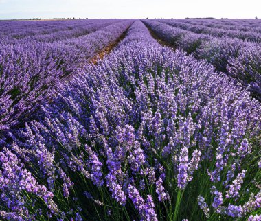 Çiçek açan lavanta tarlası. Ufuk çizgisine uzanan lavanta çalıları. Brihuega, İspanya.