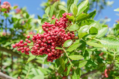 Peru biber ağacı dalında taze pembe biber. Arka planda mavi gökyüzü.