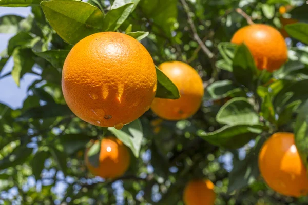 Kypsiä Appelsiinihedelmiä Appelsiinipuussa Rehevien Lehtien Välissä Näkymä Alhaalta Lähikuva — kuvapankkivalokuva