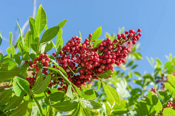 Fresh pink peppercorns on peruvian pepper tree branch. Blue sky at the background.