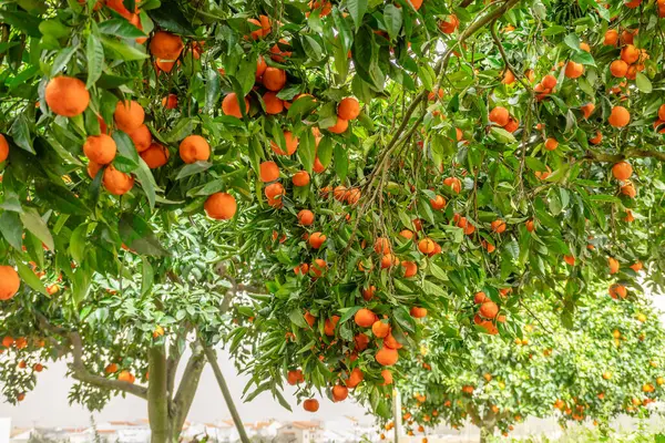 Tangerine Tree Citrus Tangerina Completely Covered Ripe Fruits Great Harvest — Stock Photo, Image