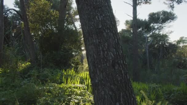 Kamera Gerak Lambat Dalam Hutan Lebat Saat Matahari Terbenam Efek — Stok Video