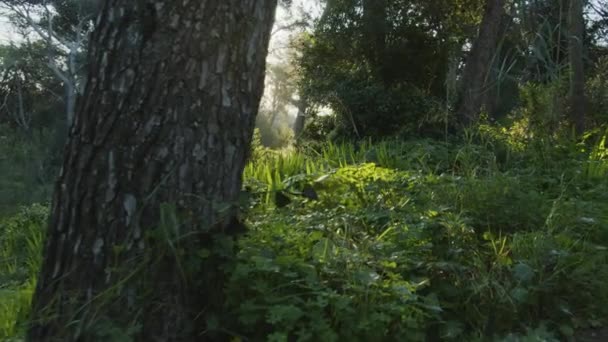Caméra Mouvement Lent Intérieur Une Forêt Dense Profonde Coucher Soleil — Video