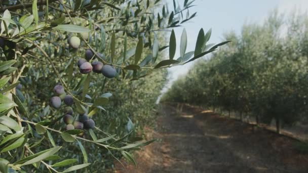 Dojrzałe Oliwki Drzewach Oliwnych Rosnących Ogrodzie Oliwnym Ładne Zaplecze Rolnicze — Wideo stockowe