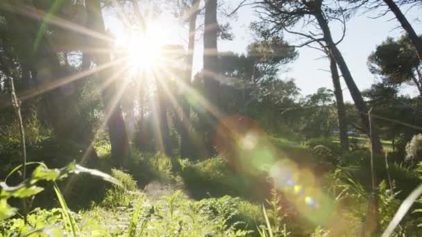 Zeitlupenkamera Tiefen Dichten Wald Bei Sonnenuntergang Präsenzeffekt Toller Hintergrund Für — Stockvideo