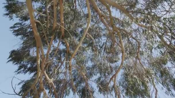 Powolny Ruch Wzdłuż Dużego Drzewa Eukaliptusowego Nakręcony Słoneczny Letni Dzień — Wideo stockowe