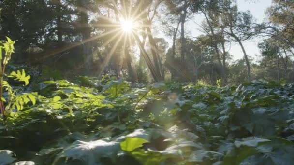 Lassú Mozgású Kamera Sűrű Erdő Mélyén Naplementében Jelenlét Hatás Nagyszerű — Stock videók