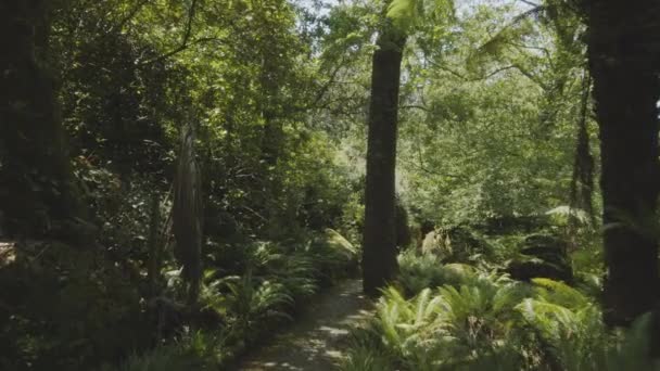Câmera Câmera Lenta Dentro Floresta Densa Profunda Pôr Sol Efeito — Vídeo de Stock