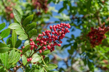 Peru biber ağacı dalında taze pembe biber. Arka planda mavi gökyüzü.