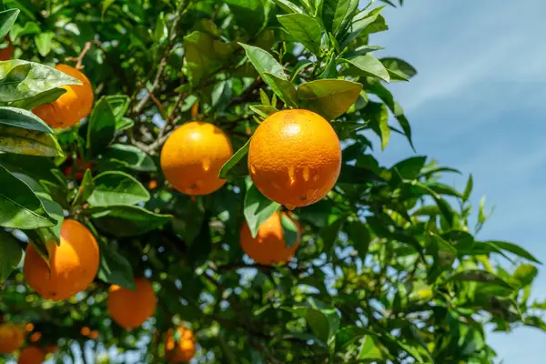 Rijp Sinaasappelvruchten Sinaasappelboom Tussen Weelderig Gebladerte Zicht Van Onderaf Close — Stockfoto