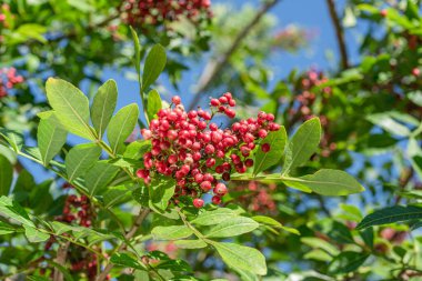 Peru biber ağacı dalında taze pembe biber. Arka planda mavi gökyüzü.