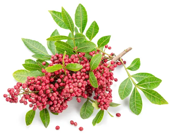 Fresh Pink Peppercorns Branch Green Leaves Isolated White Background — Stock Photo, Image