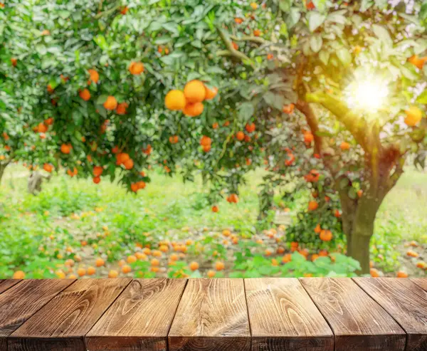 Boş Ahşap Tahta Masa Üstü Bulanık Portakal Bahçesi Ürün Görünümünüzü Telifsiz Stok Fotoğraflar