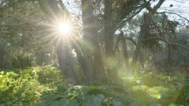 Gün batımında ormanın derinliklerindeki yavaş çekim kamerası. Varlık etkisi. Projeleriniz için harika bir geçmiş..