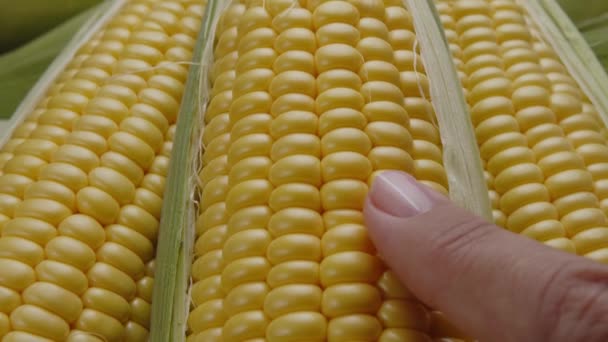 Зрізати Свіжі Кукурудзяні Камери Кукурудзяним Листям Повільно Рухаються Рамці Кухарі — стокове відео