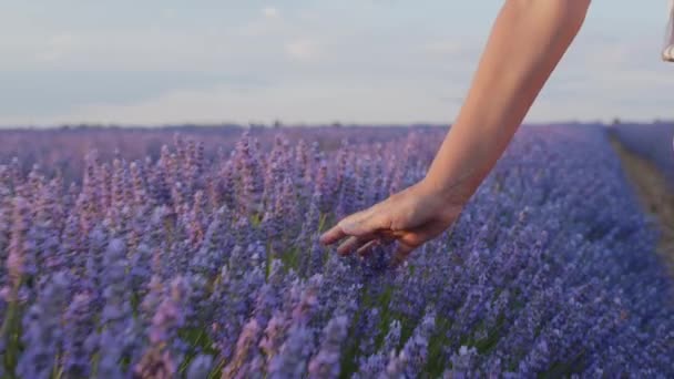 Die Hand Einer Frau Berührt Lavendelblüten Auf Einem Blühenden Lavendelfeld — Stockvideo
