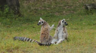 Hayvan parkında halka kuyruklu lemurlar. Portekiz, Badoca Safari Parkı, 15.05.2023.