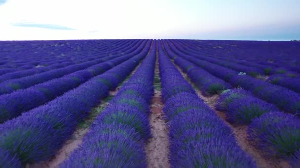 Цветущие Лавандовые Поля Голубыми Цветами Лаванды Летом Испания Ферма Производству — стоковое видео