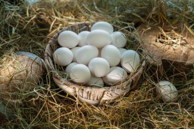 Tavuk kümesindeki saman yuvasında beyaz tavuk yumurtaları.