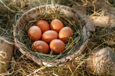 Tavuk kümesindeki saman yuvasında kahverengi tavuk yumurtaları.