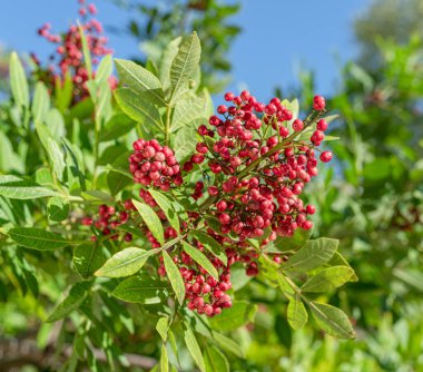 Peru biber ağacı dalında taze pembe biber. Arka planda mavi gökyüzü.