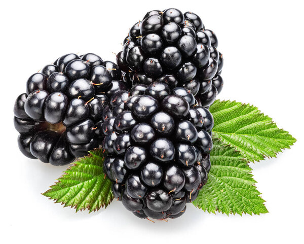 Черника и ежевика листья изолированы на белом фоне. 