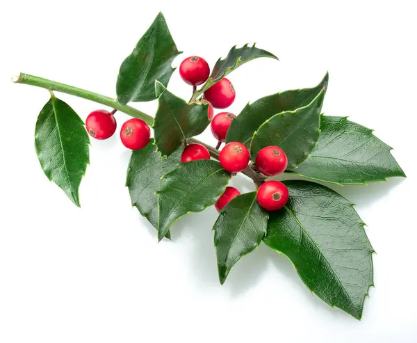 European Holly Branch Ilex Red Berries Isolated White Background — Stock Photo, Image
