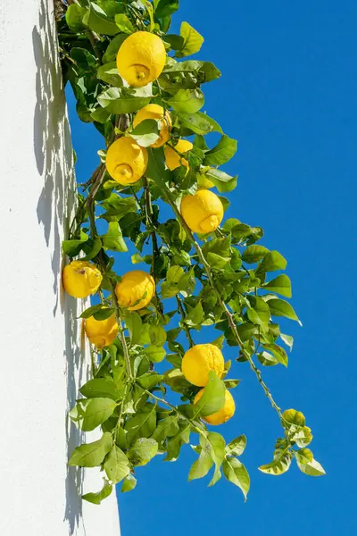 Mogna Citronfrukter Citron Gren Blå Himmel Och Vit Vägg Byggnaden Stockbild