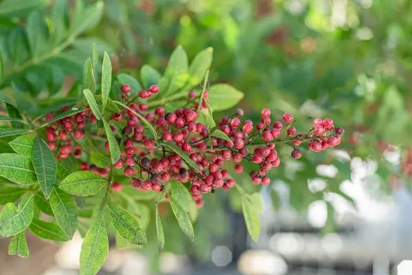 Fresh pink peppercorns on peruvian pepper tree branch. Green foliage at the background.