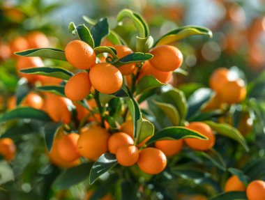 Kumquat branch completely covered with ripe kumquat fruits close up. clipart