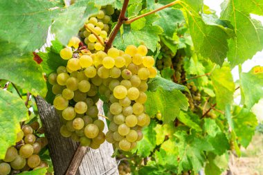 Sarmaşıkta beyaz şarap üzümleri. Yaklaş..