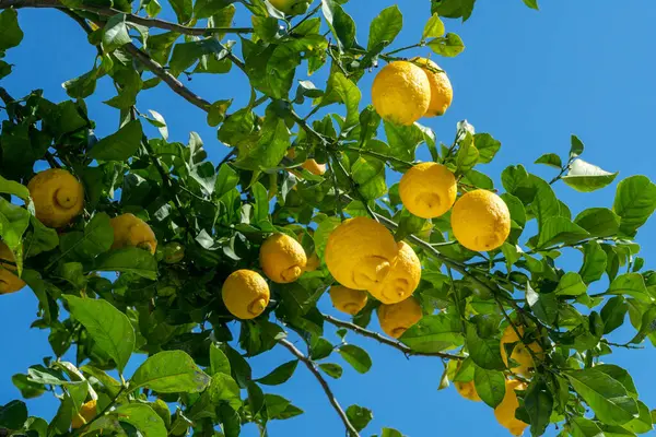 Maturi Frutta Limone Albero Limone Cielo Azzurro Sullo Sfondo Vista — Foto Stock