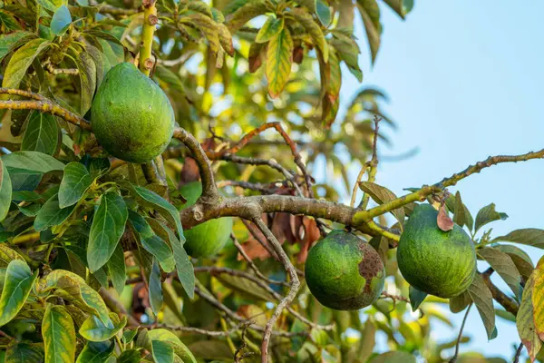 Güneşli Bir Yaz Gününde Avokado Ağacının Dallarında Olgun Avokado Meyveleri Stok Resim